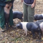 Sexing piglets