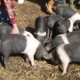 Stroking young pigs i