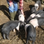 Stroking young pigs
