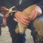 Tagging lamb ear