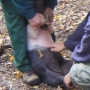 Touching piglet belly i