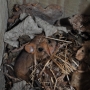 Dormouse in participant made nestbox ii