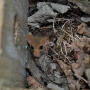 Dormouse in participant made nestbox