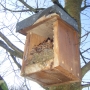 Nestbox clean out-Autumn