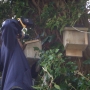 Putting up batbox to oak tree