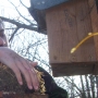 Taking out old nests