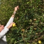 Harvesting fruits in summer