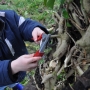 Pruning out the invasive ivy