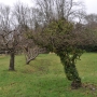 Quince tree invaded by ivy