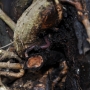 Welcome invertebrate life on the traditional orchard trees i