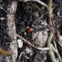Welcome invertebrate life on the traditional orchard trees