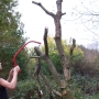Bow sawing diseased tree limbs i
