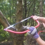Bow sawing diseased tree limbs
