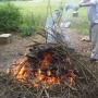 Burning diseased limbs & brush