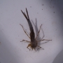 Damselfly nymph