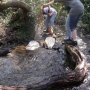 Ghyll stream invertebrate surveying