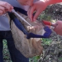 Ghyll stream surveying with pond nets ii