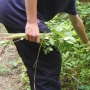 Picking himalayan balsam ii