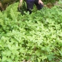 Picking himalayan balsam iii