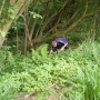 Picking himalayan balsam iv