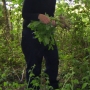 Picking himalayan balsam