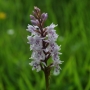 Common Spotted Orchid