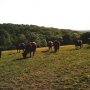 Conservation grazing with Dexter cattle