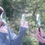 Inspecting caught invertebrates via magnifying glasses