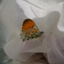 Orange tip butterfly caught in sweepnet