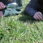 Surveying meadow plant & insect life