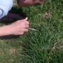 square transect plant surveying