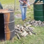 Drums & chestnut cutting_