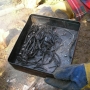 Elder pencil charcoal production