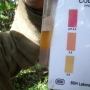 pH testing the woodland soil