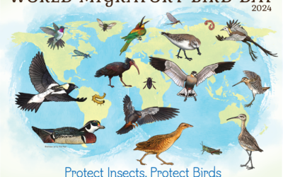 🐝🐦”PROTECT INSECTS, PROTECT BIRDS❓” Today, 12 October is World Migratory Bird Day.