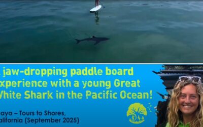 📣⭐🌊🎥 I have no bones, wear a grey-white suit, don’t need a seal for approval & can sense a heartbeat with my snout. WHO AM I❓
