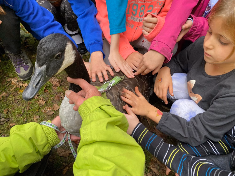 Meeting a Canada Goose at Primary Schools 1-2