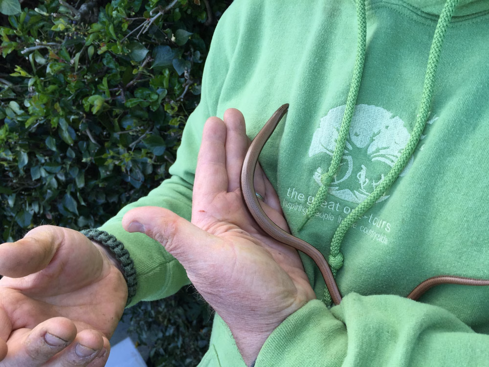 Slowworm-2